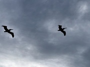 25th May 2021 - Soaring pelicans at the beach