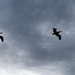Soaring pelicans at the beach by congaree