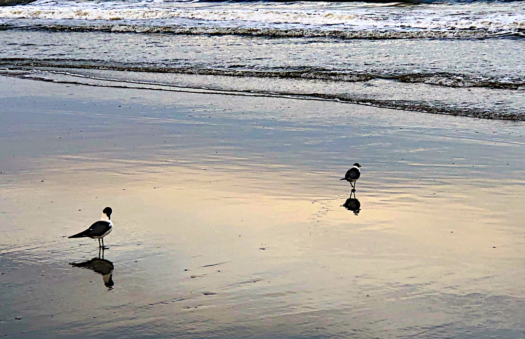 Shorebirds in late afternoon light  by congaree