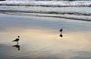 25th May 2021 - Shorebirds in late afternoon light 