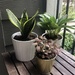 New Plants  by lisaconrad