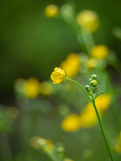 25th May 2021 - The meadow buttercup