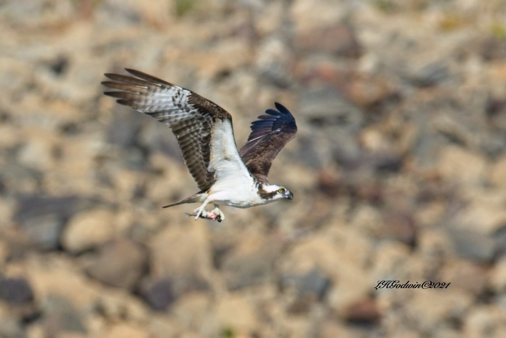 LHG-2051- Osprey fishing against the rocks by rontu