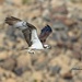 LHG-2051- Osprey fishing against the rocks by rontu