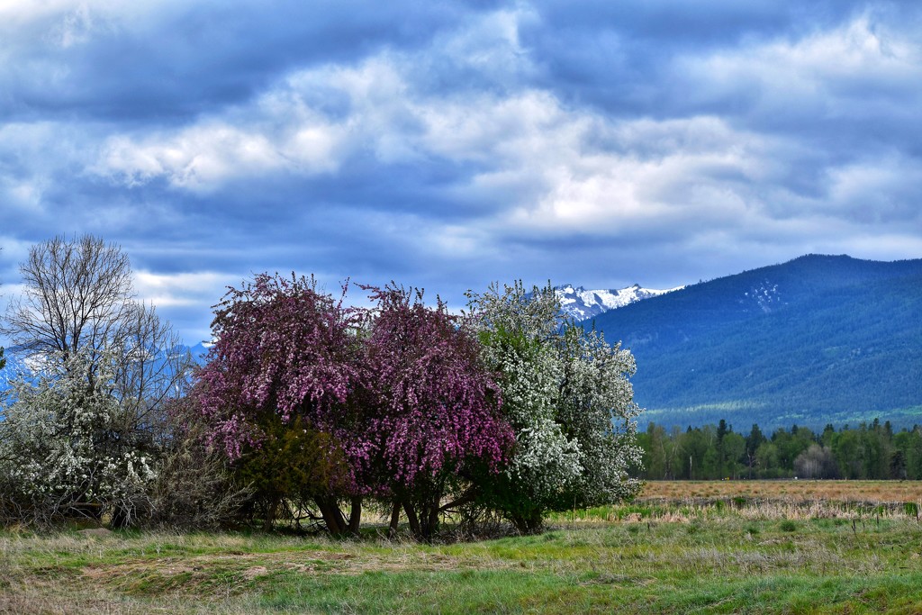 Spring in Montana by louannwarren