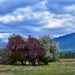Spring in Montana by louannwarren