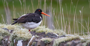 25th May 2021 - Oystercatcher