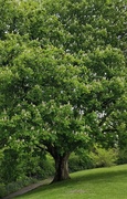 25th May 2021 - Horse Chestnut