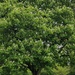 Horse Chestnut by roachling