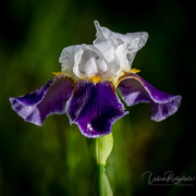 25th May 2021 - Another Iris 