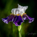 Another Iris  by dridsdale