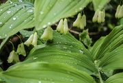 25th May 2021 - Solomon's Seal After The Rain