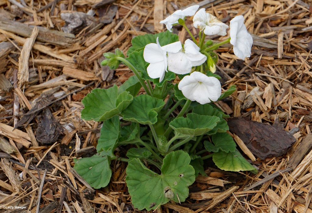 White geranium  by larrysphotos