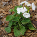 White geranium  by larrysphotos