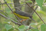 24th May 2021 - Canada Warbler