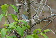 25th May 2021 - Blue-gray Gnatcatcher on a nest