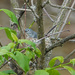 Blue-gray Gnatcatcher on a nest by annepann