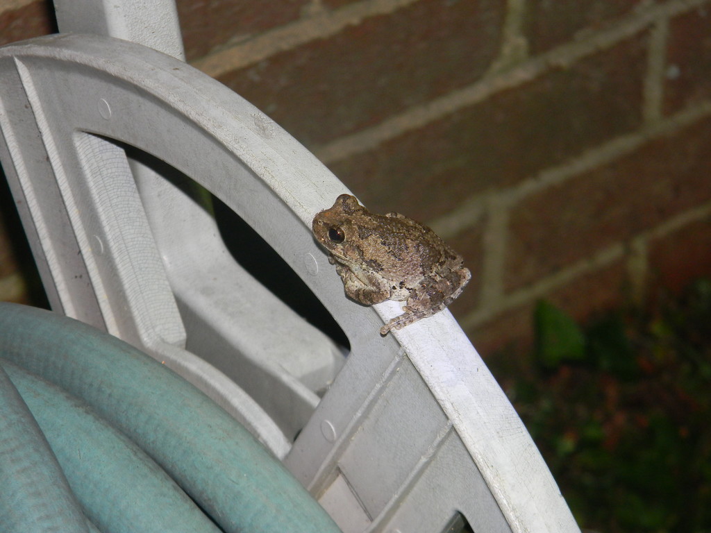 Frog on Garden Hose by sfeldphotos