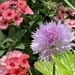Chive Blossom and Verbena by calm