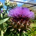 Thistle  by harbie