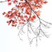 Autumn maple by maureenpp