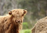 26th May 2021 - Just another Hielan' Coo!