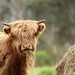 Just another Hielan' Coo! by jamibann