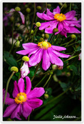 26th May 2021 - Japanese Anemone Trio..