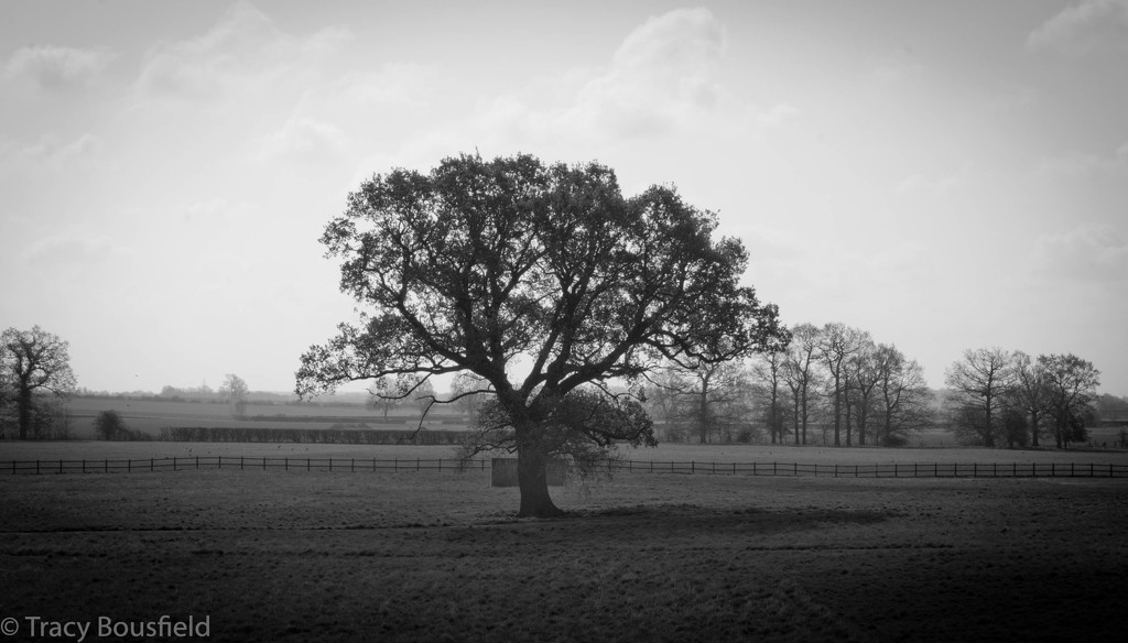 Tree shot by tracybeautychick