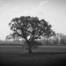 Tree shot by tracybeautychick
