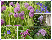 26th May 2021 - Purple, Pink or Puce