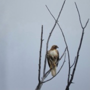 26th May 2021 - A Montana Kestrel Hawk 