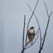 A Montana Kestrel Hawk  by louannwarren