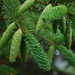 evergreen & morning rain by stillmoments33