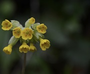 26th May 2021 - Cowslip.