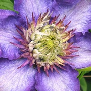 26th May 2021 - Clematis 
