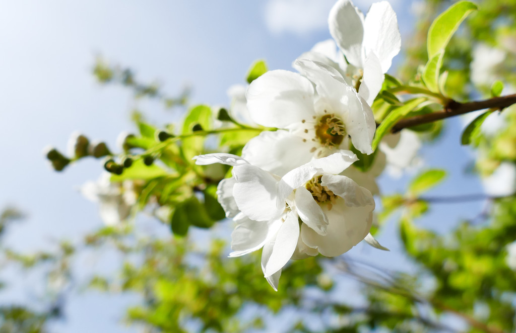 whiteflowerproject spindle-tree by marijbar