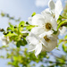 whiteflowerproject spindle-tree by marijbar