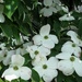 Kousa dogwood flowers by mittens