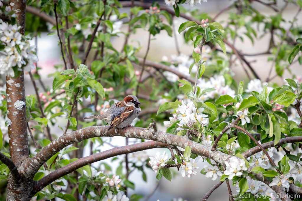 Sparrow in an apple tree by helstor365