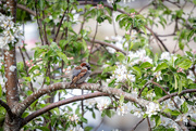 26th May 2021 - Sparrow in an apple tree