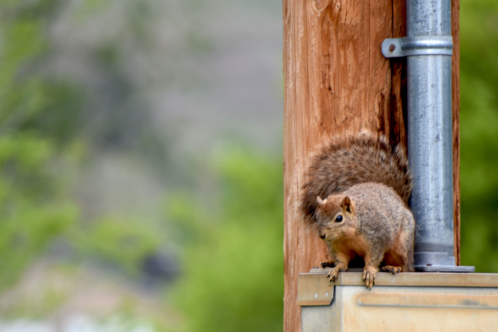 Power Pole Squirrel by bjywamer
