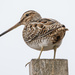 Snipe by lifeat60degrees