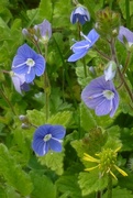 26th May 2021 - Speedwell