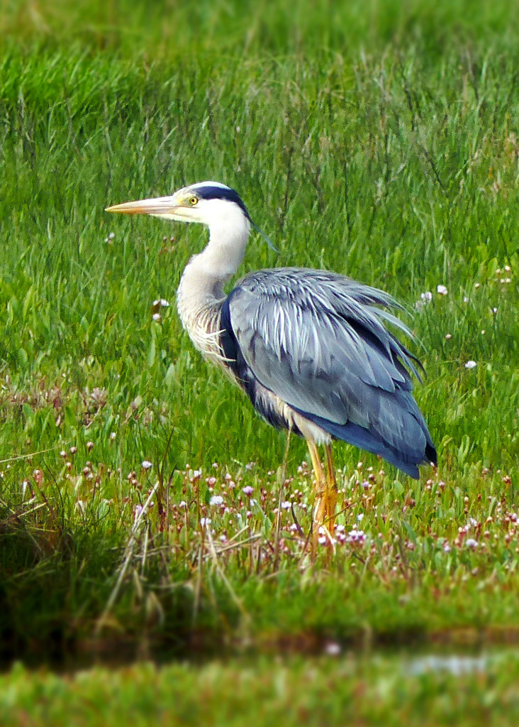 Grey Heron at Cley Marshes by judithdeacon