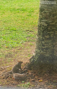 17th May 2021 - Squirrel about to climb the maple...