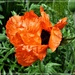My big blousy orange poppy by beryl