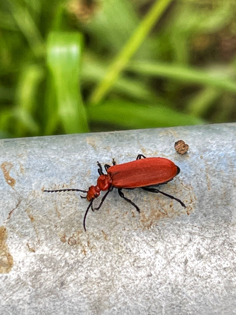 Cardinal beetle by mattjcuk