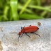Cardinal beetle by mattjcuk