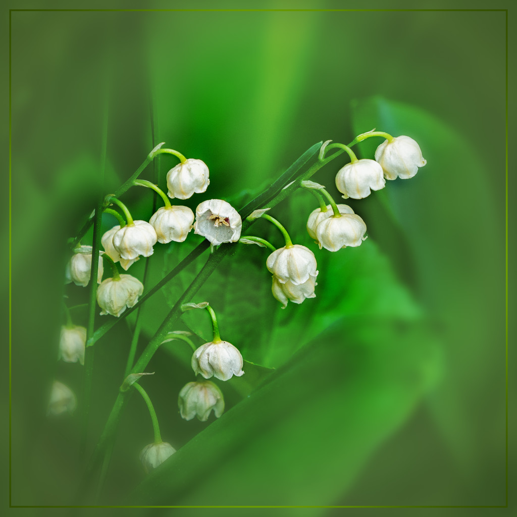 lily of the valley by jernst1779